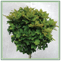 Krone eines Quercus palustris ‘Green Dwarf’ 