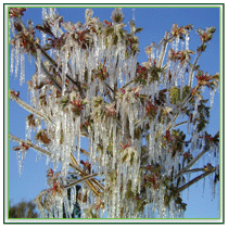 Acer platanoides ‘Globosum’ - Krone eines Stämmchens nach Frostberegnung im April